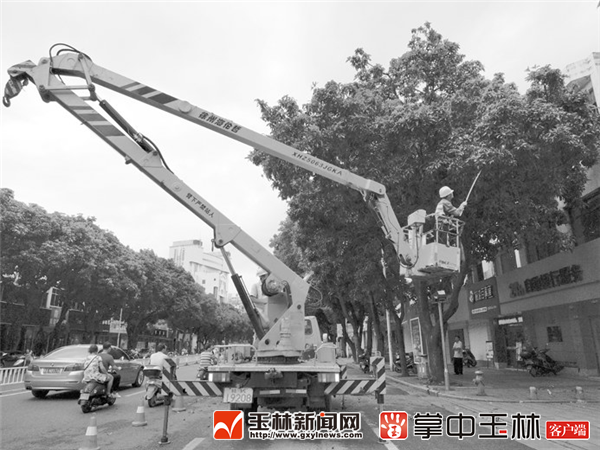 芒香虽诱人,肆意采摘真不该