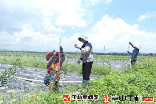 玉林市争当广西乡村振兴战略示范市和排头兵