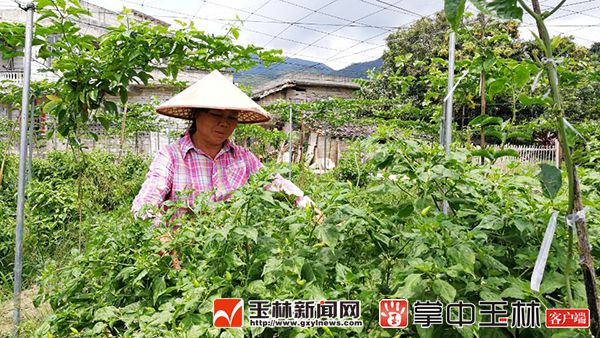 村民辣椒被压价,遭强买强卖?