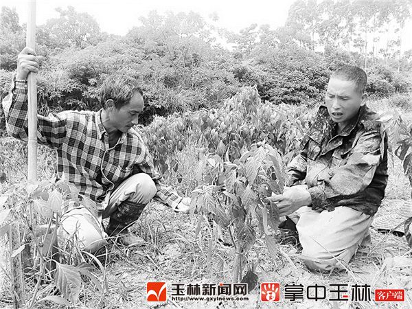 兴业县:抱团取暖,撂荒田种出好“钱景”