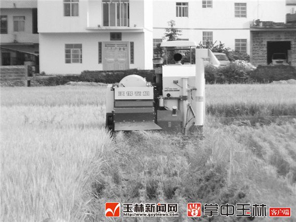 北流示范稻草粉碎还田