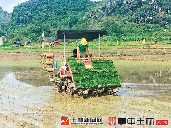 玉林:推广富硒特色水稻机插
