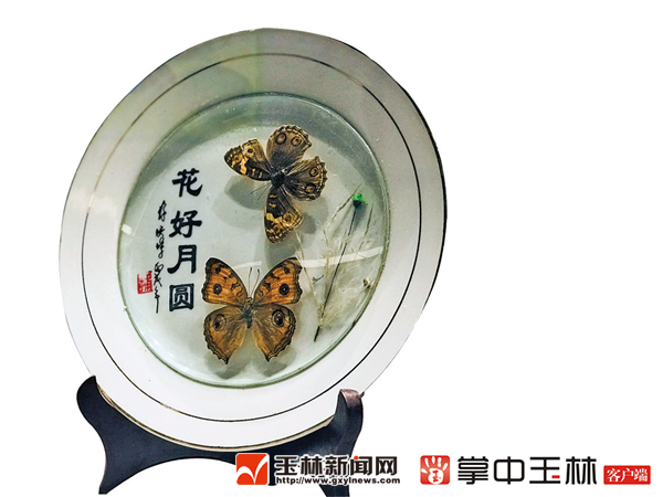 走进斑斓的蝴蝶世界