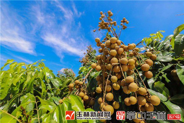 北流龙眼大丰收,质优价低收购却冷清
