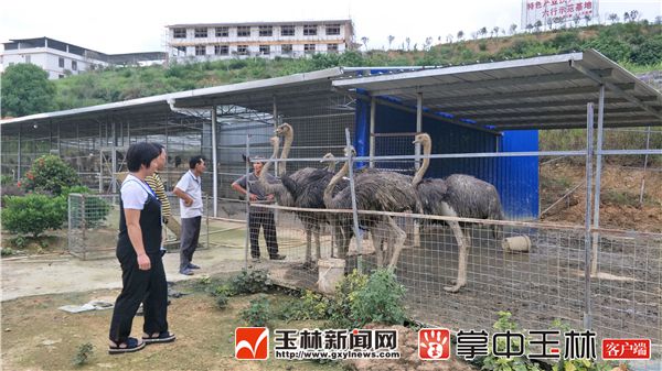 1533690390431178.jpg 建设中的桂花园1.jpg