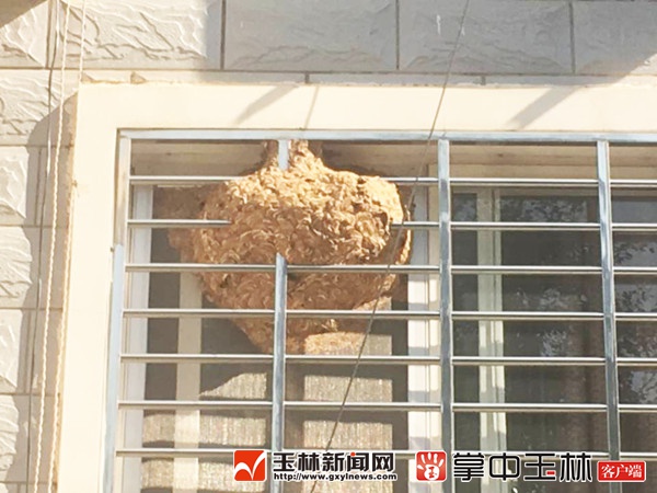 吓人!窗户“长”出大马蜂窝