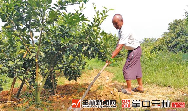花甲老人不服老 投60万造60亩新果林