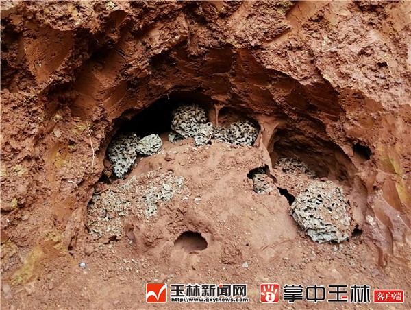 “白蚁大家族”被端
