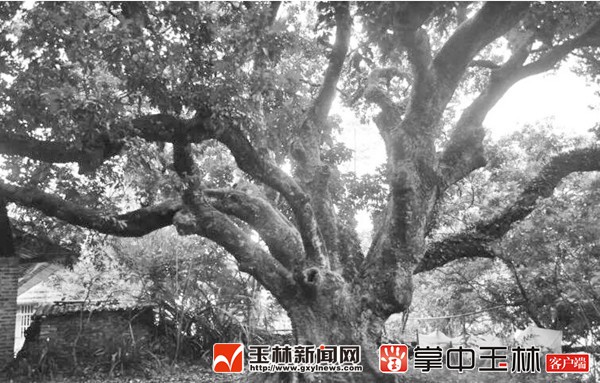 玉林市认定383棵二级古树 全市各县市区均有分布
