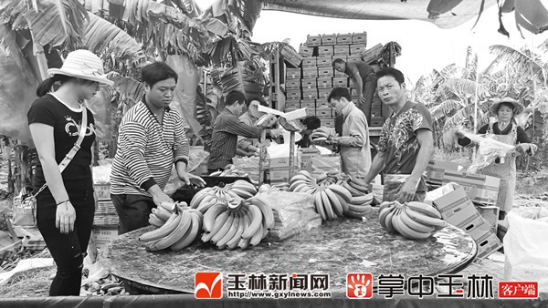 香蕉的高身价还能挺多久