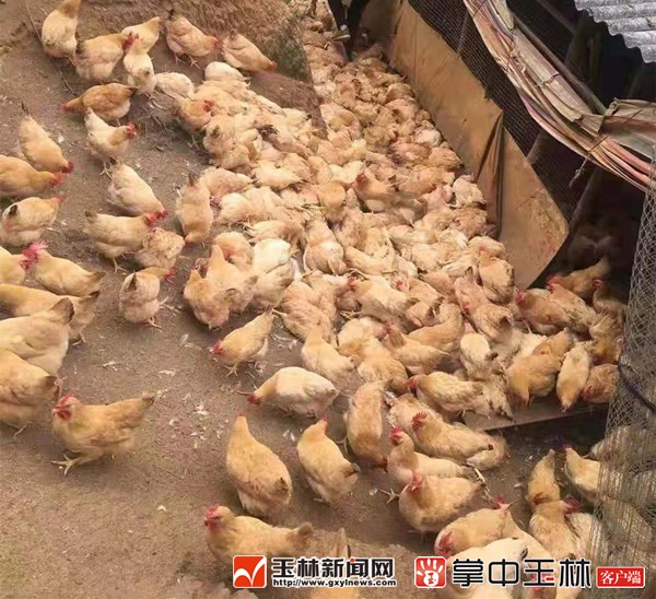 事发兴业!直升机低空作业“吓死”360多只鸡
