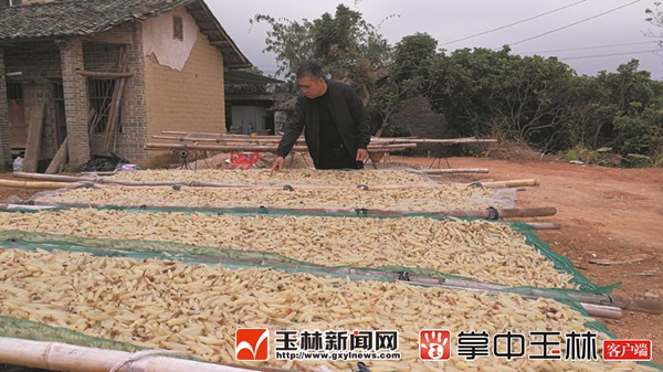 天冬又将遇上“寒冬”?种植户、收购商和销售商各有看法