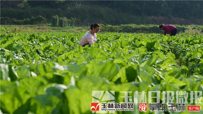 利用秋收冬种闲置土地 万平村潮菜种植腌制正当时