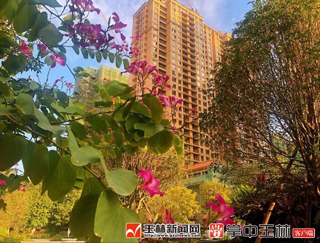 1545989298101064.jpg QQ截图20181228172012.jpg