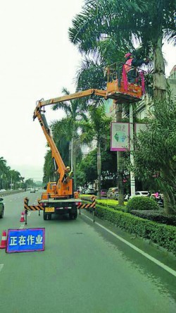 2600棵大王椰树“美容”
