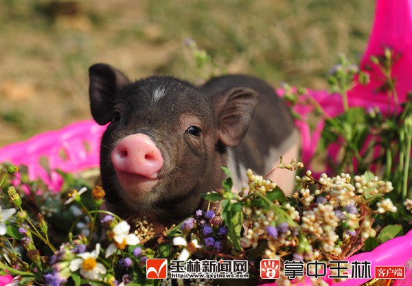 1548379939824962.jpg 猪花_副本.jpg