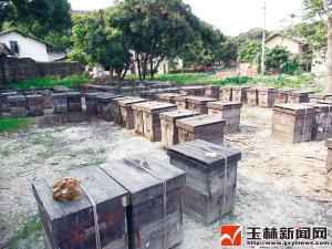 春暖花开 蜂农赶花潮